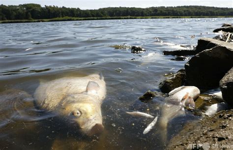 魚死掉|3种方法来判断鱼死没死